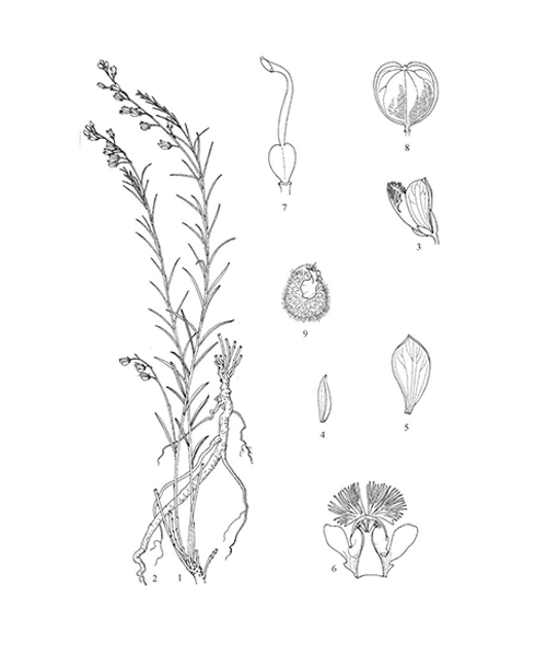 Natural compounds from  Polygala tenuifolia